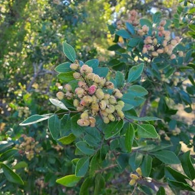 Evergreen sumac