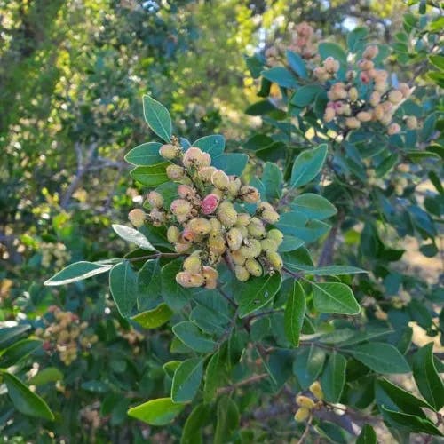 Evergreen sumac (Rhus virens)-i