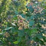 Evergreen sumac (Rhus virens)-i