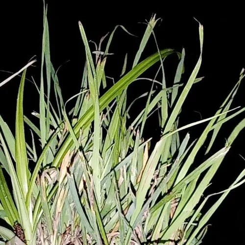 サワスズメノヒエ（沢雀の稗） (Paspalum vaginatum)-i