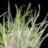 サワスズメノヒエ（沢雀の稗） (Paspalum vaginatum)-i