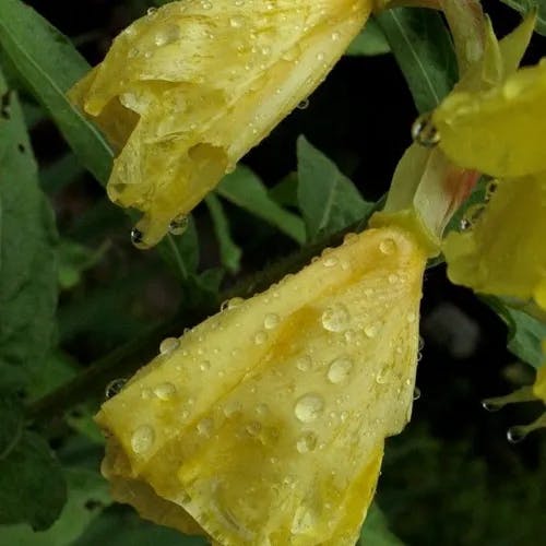 オオマツヨイグサ（大待宵草） (Oenothera glazioviana)-i