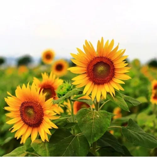 ヒマワリ（向日葵） (Helianthus annuus)-i