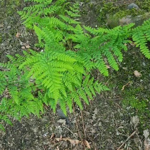 ワラビ（蕨） (Pteridium aquilinum)-i