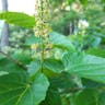 ヒトツバカエデ（一葉楓） (Acer distylum)-i