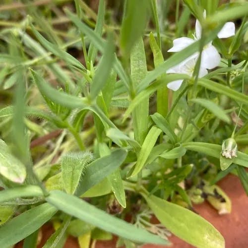 カスミソウ（霞草） (Gypsophila elegans)-i