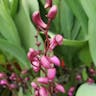 Pink rock orchid (Dendrobium kingianum)-i