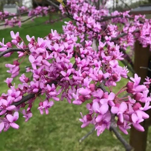 アメリカハナズオウ（亜米利加花蘇芳） (Cercis canadensis)-i