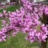 アメリカハナズオウ（亜米利加花蘇芳） (Cercis canadensis)-i