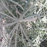 Crowfoot grass (Eleusine indica)-i
