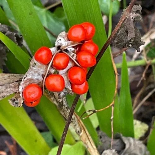 Roast-beef-plant (Iris foetidissima)-i