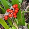 Roast-beef-plant (Iris foetidissima)-i