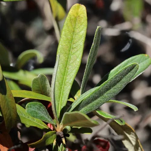 タイトウカマツカ（タイトウ鎌柄） (Pyracantha koidzumii)-i