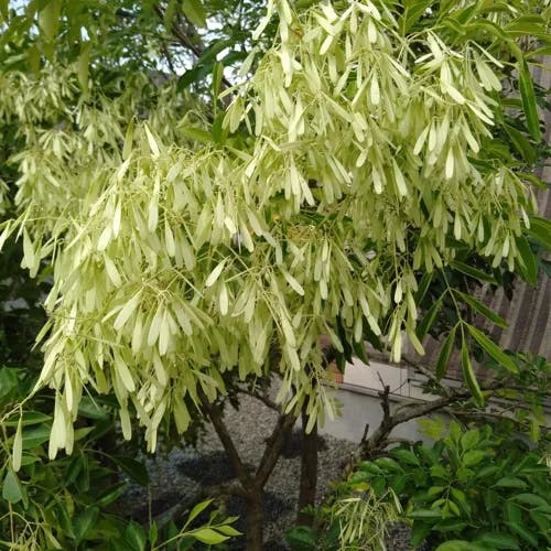 シマトネリコ（島梣） (Fraxinus griffithii)-i