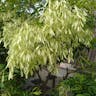 Formosan ash (Fraxinus griffithii)-i