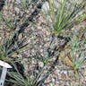 Soaptree yucca (Yucca elata)-i