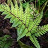 タニイヌワラビ（谷犬蕨） (Athyrium otophorum)-i