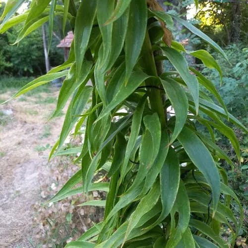 キカノコユリ（黄鹿の子百合） (Lilium henryi)-i