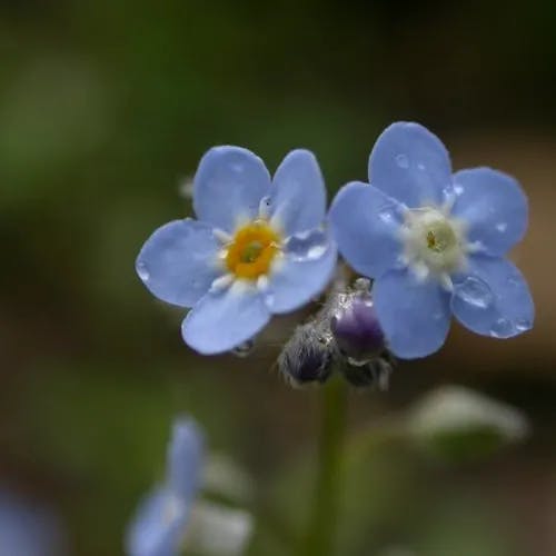 エゾムラサキ（蝦夷紫） (Myosotis sylvatica)-i