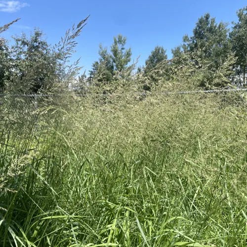 ヤマアワ（山粟） (Calamagrostis epigeios)-i