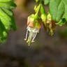 European gooseberry (Ribes uva-crispa)-i