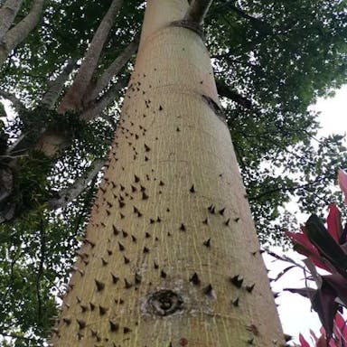 White silk cottontree