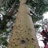 White silk cottontree (Ceiba pentandra)-i