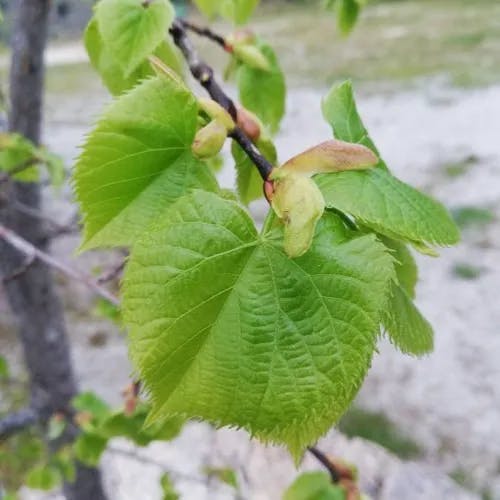 ナツボダイジュ（夏菩提樹） (Tilia platyphyllos)-i