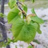 ナツボダイジュ（夏菩提樹） (Tilia platyphyllos)-i