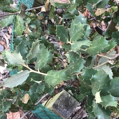 Evergreen oak (Quercus rotundifolia)-i