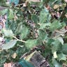 Evergreen oak (Quercus rotundifolia)-i