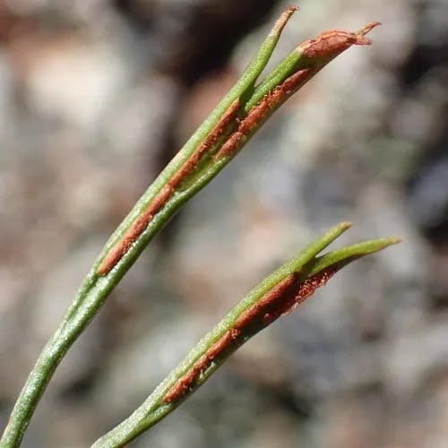 スゲシダ（菅羊歯） (Asplenium septentrionale)-i