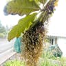 Plume-poppy (Bocconia frutescens)-i