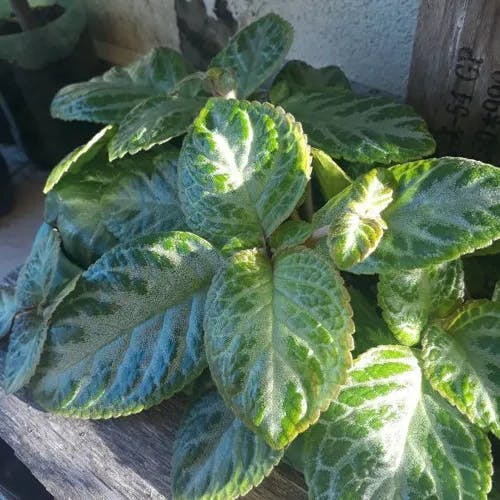 Flame-violet (Episcia cupreata)-i