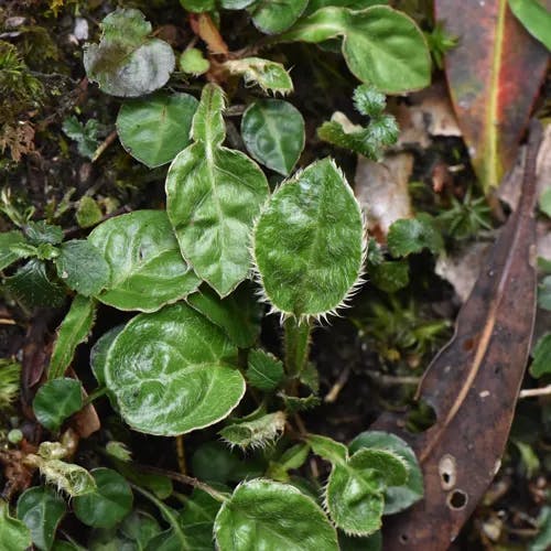 キッコウハグマ（亀甲白熊） (Ainsliaea apiculata)-i