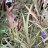 ヤナギバルイラソウ（栁葉ルイラ草） (Ruellia simplex)-i