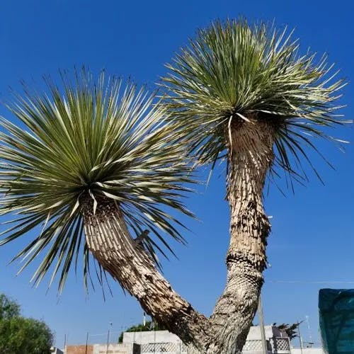 Soaptree yucca (Yucca elata)-i