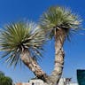 Soaptree yucca (Yucca elata)-i