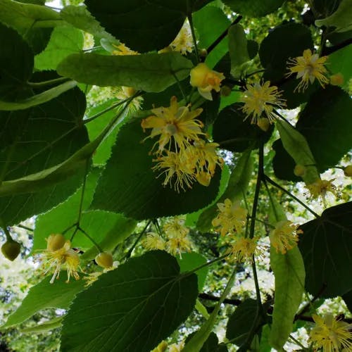 フユボダイジュ（冬菩提樹） (Tilia cordata)-i