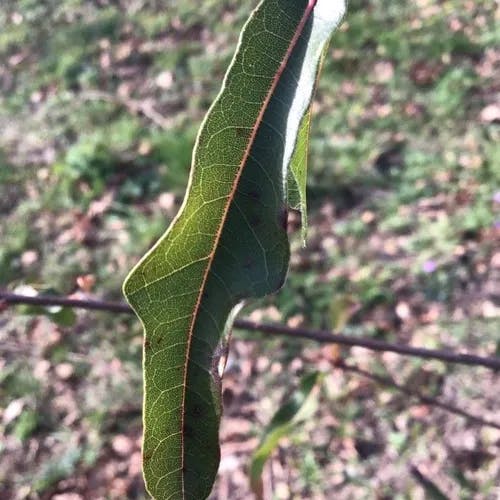 Darlington oak (Quercus hemisphaerica)-i