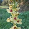 クロバナモウズイカ（黒花毛蕊花） (Verbascum nigrum)-i