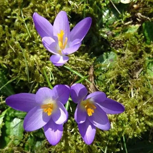 Early crocus (Crocus tommasinianus)-i