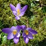 Early crocus (Crocus tommasinianus)-i