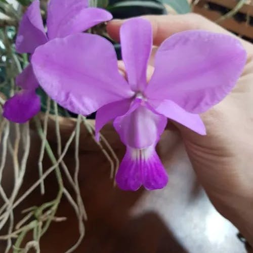 walker's cattleya (Cattleya walkeriana)-i