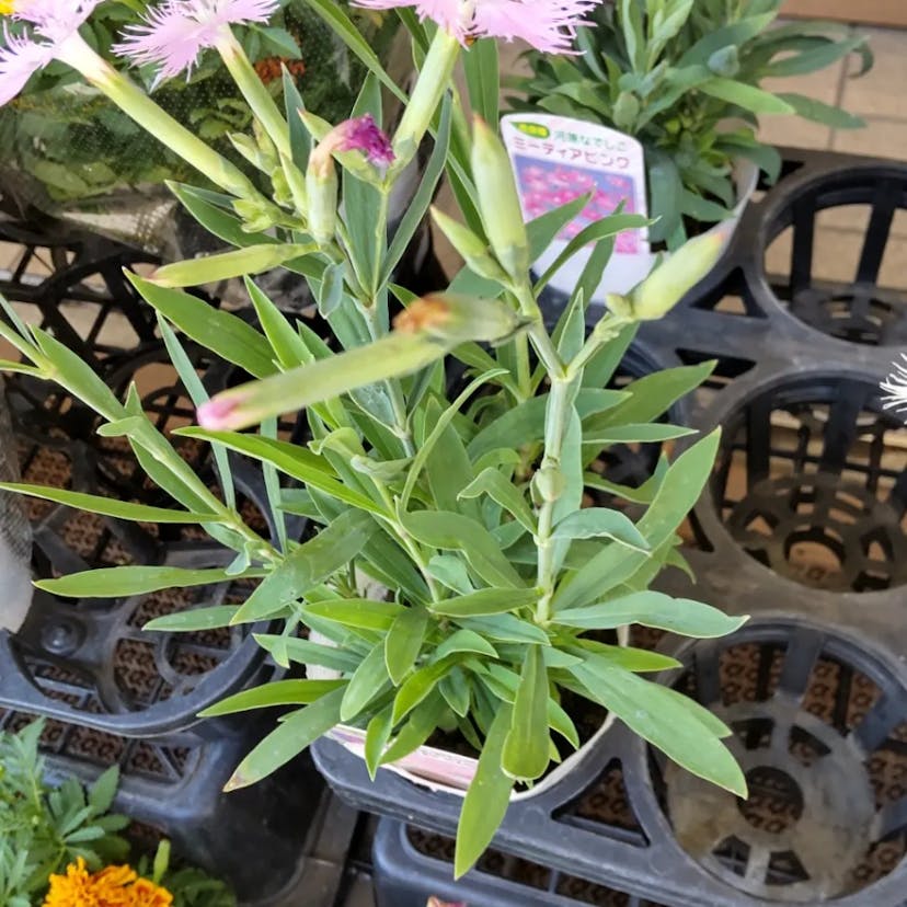 カーネーション (Dianthus caryophyllus)-i