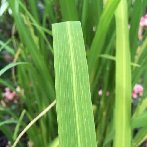 アフリカイネ (Oryza glaberrima)-i