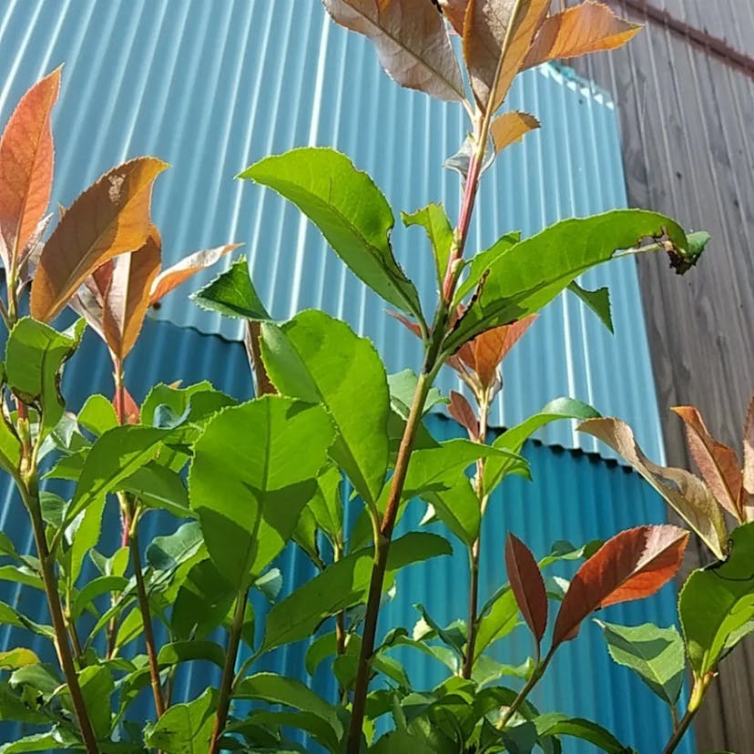 オオカナメモチ（大要黐） (Photinia serratifolia)-i