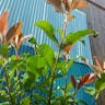 オオカナメモチ（大要黐） (Photinia serratifolia)-i