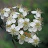 カザンデマリ（崋山手毬） (Pyracantha crenulata)-i