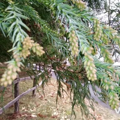 Japanese red-cedar